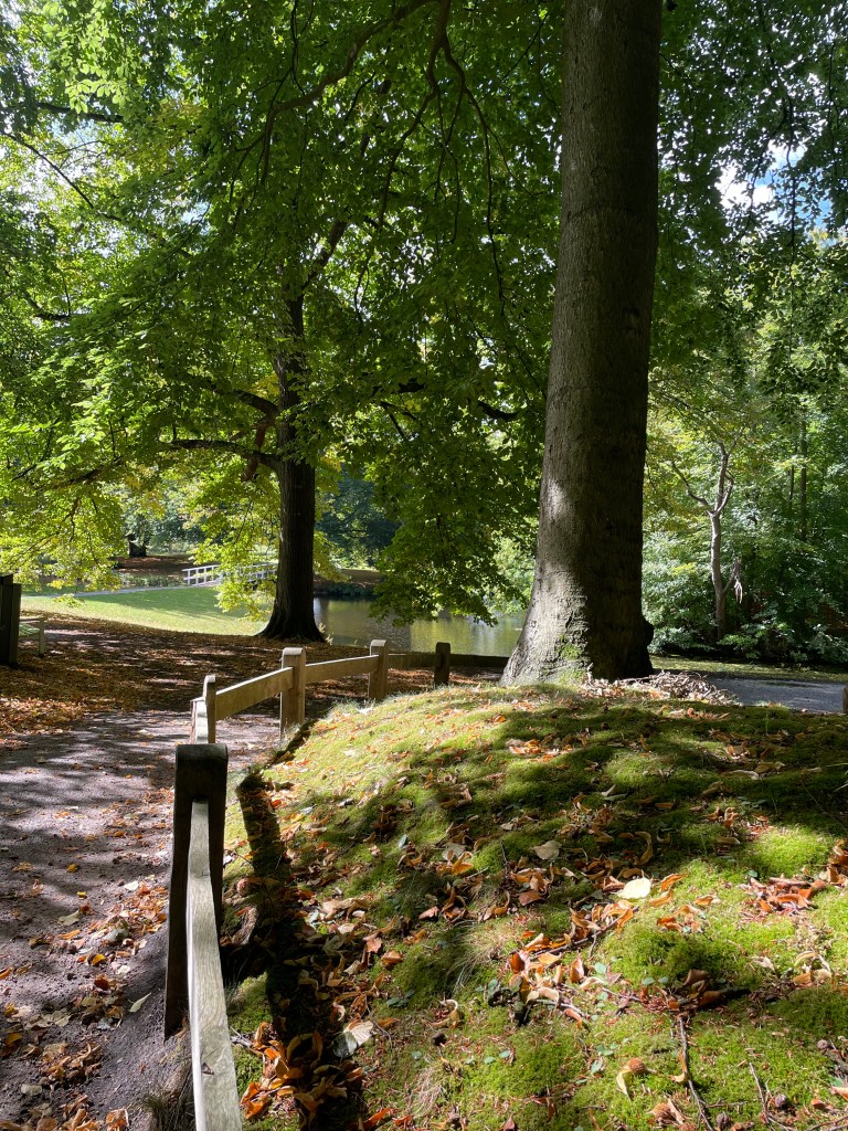 sunlight breaking through an autumnal forest with mossy greens and brown leaves in the foreground.