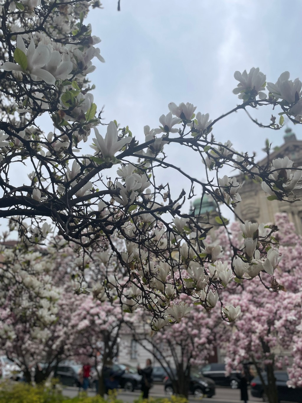 Close up picture of a magnolia tree in full bloom in front of the facade of the church of Santa Maria Segreta in Milan, Italy