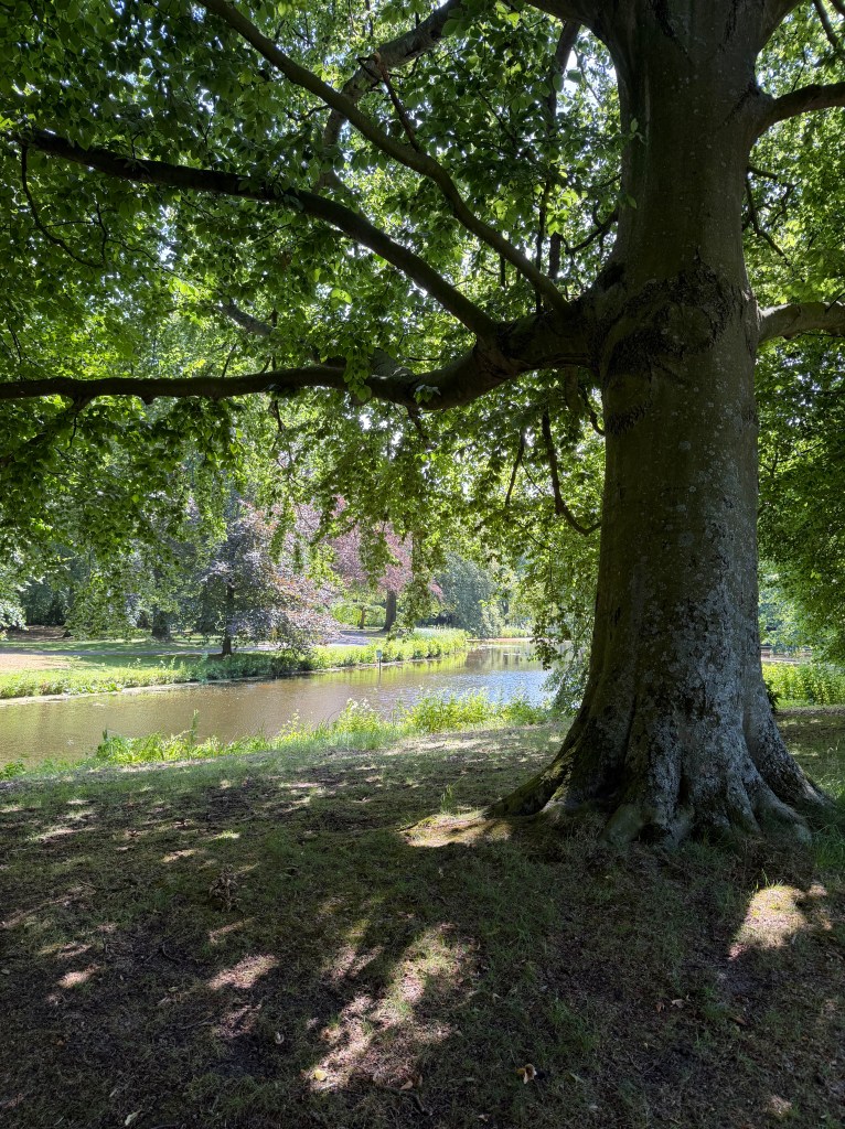 View on a lush summer forest with a lake